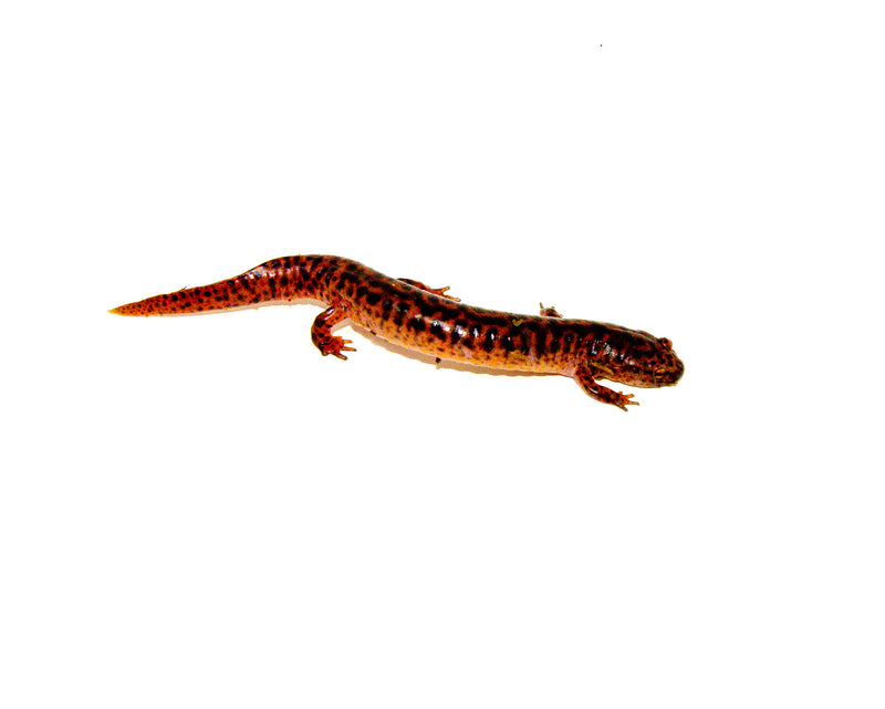 Southern Red Salamander